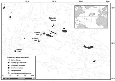 Zoantharians (Hexacorallia: Zoantharia) Associated with Cold-Water Corals in the Azores Region: New Species and Associations in the Deep Sea